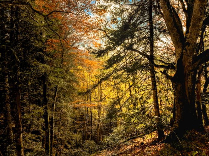 Forêt d’automne aux feuillages jaunes et orangés
