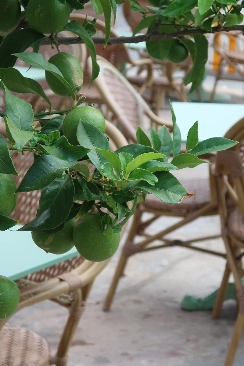 Citronnier et chaises de terrasse